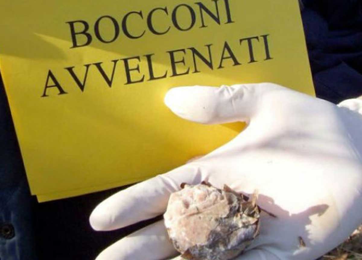 Polpette avvelenate al Parco degli Acquedotti: scatta la caccia all’uomo Polpette avvelenate al Parco degli Acquedotti: scatta la caccia all’uomo