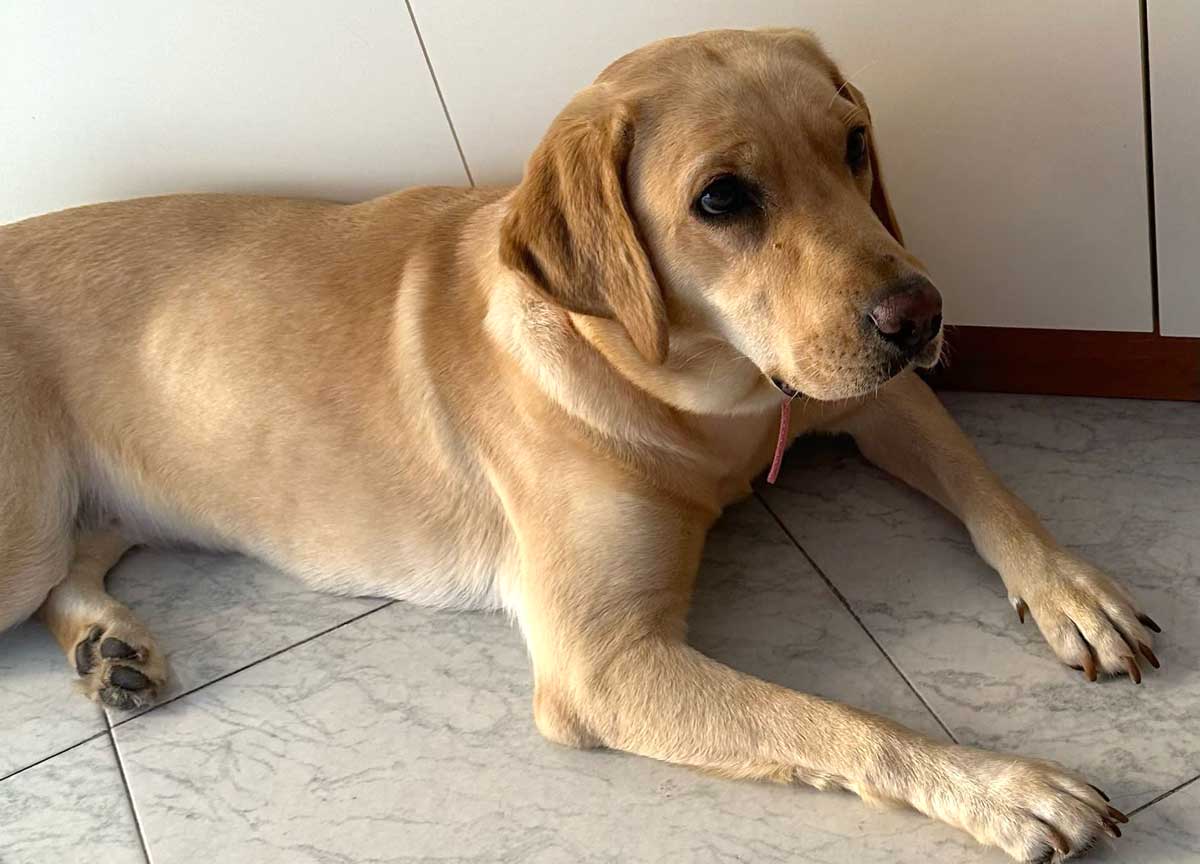 I padroni divorziano: nessuno vuole il cane, Miele finisce al canile comunale