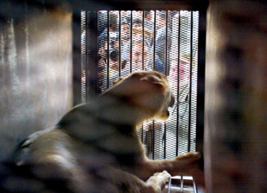 Leone semina il panico per Ladispoli. Il circo: “La fuga è un sabotaggio”