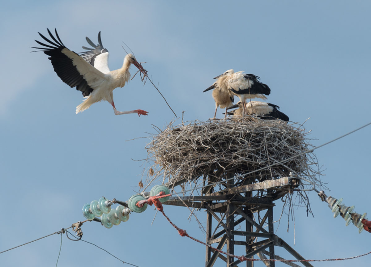 Galleria foto 'Sostenibilità, domina la visione antropocentrica: prima l’Uomo e poi la Natura' - foto 1