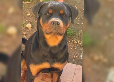 “Hanno sparato in testa al mio cane davanti a mio figlio 13enne”