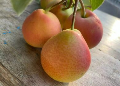 Eden Gold, la pera del futuro ha la forma di mela: il nuovo snack “ibrido”