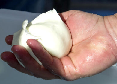 L’intelligenza artificiale fa la mozzarella: nasce il fiordilatte di cammella