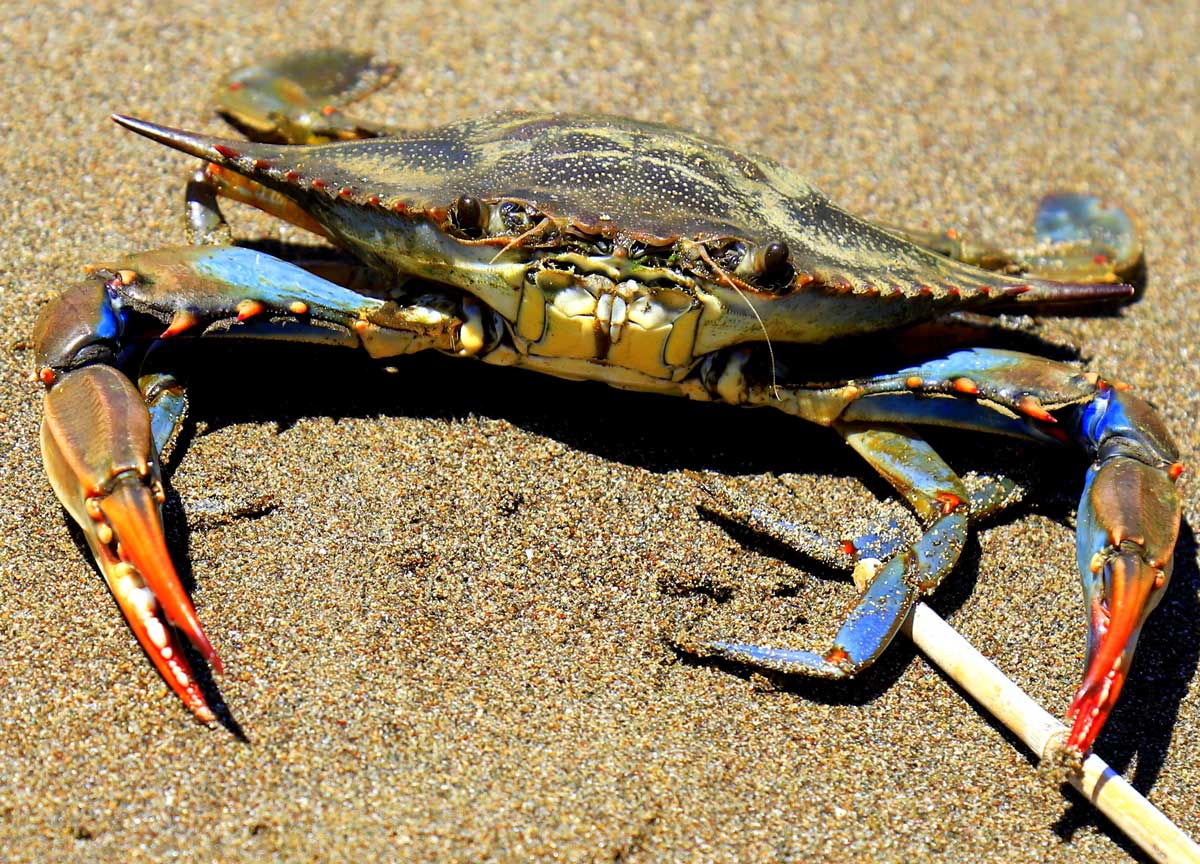 Granchio blu, dal Lago di Paola parte l’osservatorio per contrastare il killer
