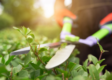 Kalia: eccellenza nella manutenzione giardini e nell’architettura dei paesaggi