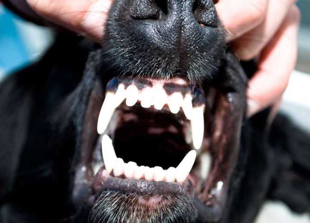 Ragazza di 15 anni morsa da un cane è grave: ricoverata d’urgenza al Gemelli