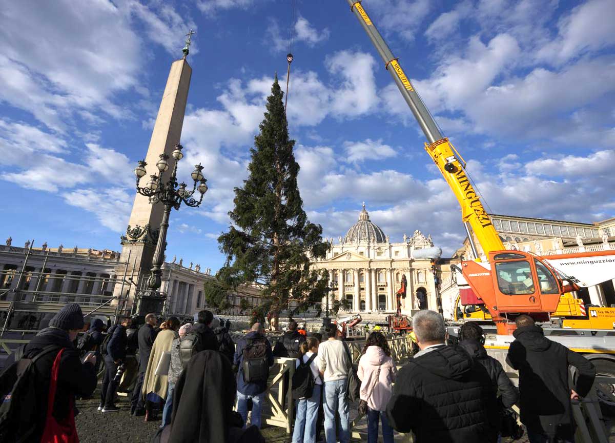 A Piazza San Pietro l’albero di Natale 23. Alto 28 metri viene dal Piemonte A Piazza San Pietro l’albero di Natale 23. Alto 28 metri viene dal Piemonte