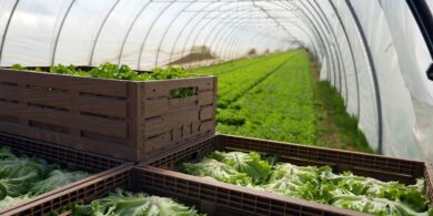 Le casse pieghevoli di Tosca sono il futuro per gli agricoltori