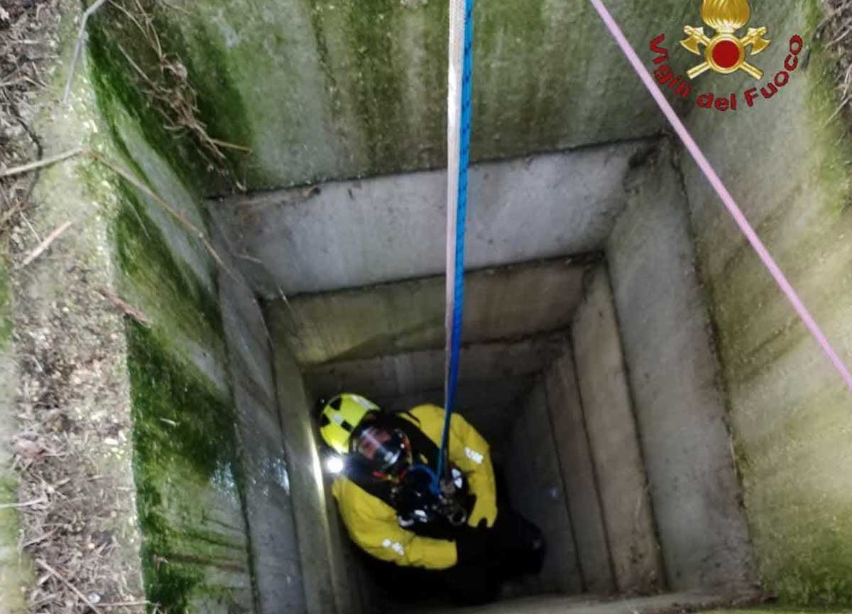 Cane di 70 kg precipita in un pozzo: salvataggio show dei Vigili del fuoco Cane di 70 kg precipita in un pozzo: salvataggio show dei Vigili del fuoco