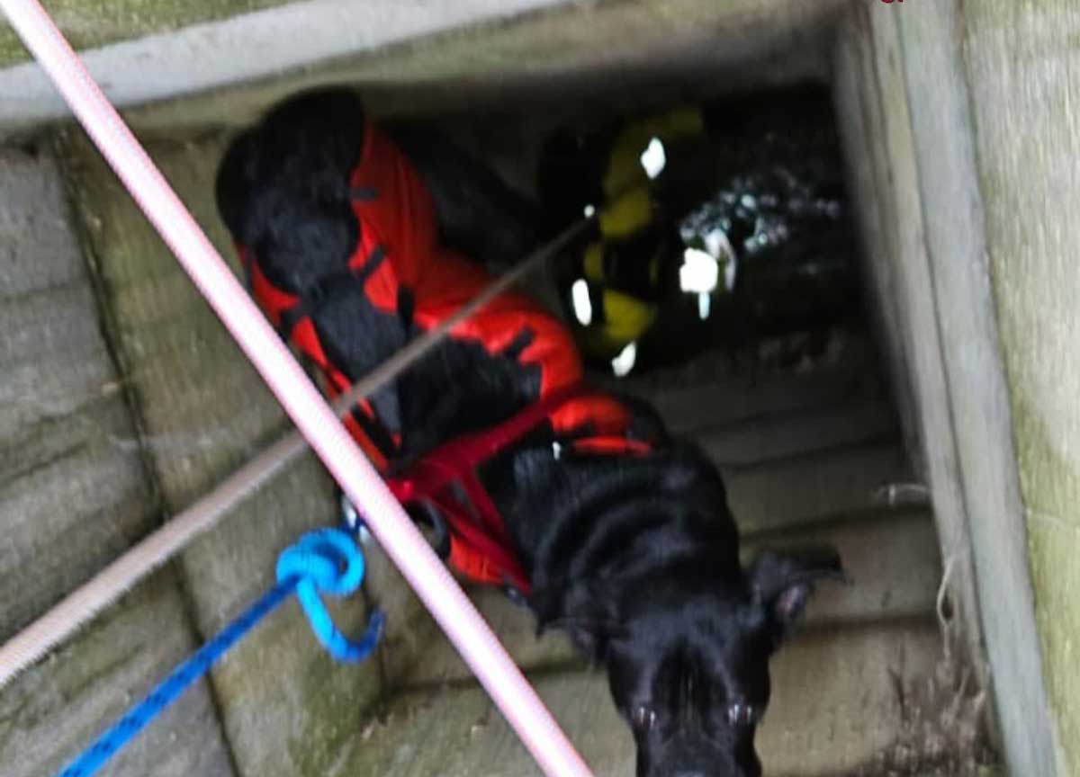 Cane di 70 kg precipita in un pozzo: salvataggio show dei Vigili del fuoco Cane di 70 kg precipita in un pozzo: salvataggio show dei Vigili del fuoco