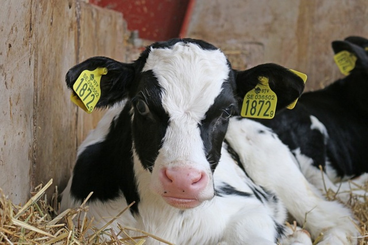 Carne coltivata, “abbatte del 96% le emissioni. Meloni demagogica a Cop28” Carne coltivata, “abbatte del 96% le emissioni. Meloni demagogica a Cop28”