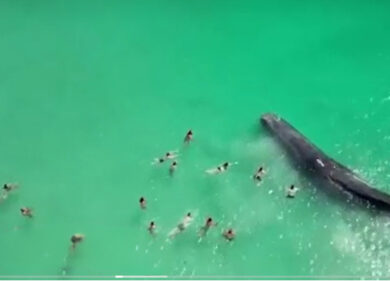 La balena si avvicina alla riva e nuota accanto ai bagnanti: video choc