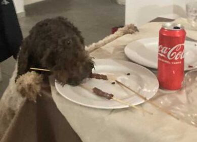 Cani scatenati: 20 pelosi si danno appuntamento per il Capodanno senza botti