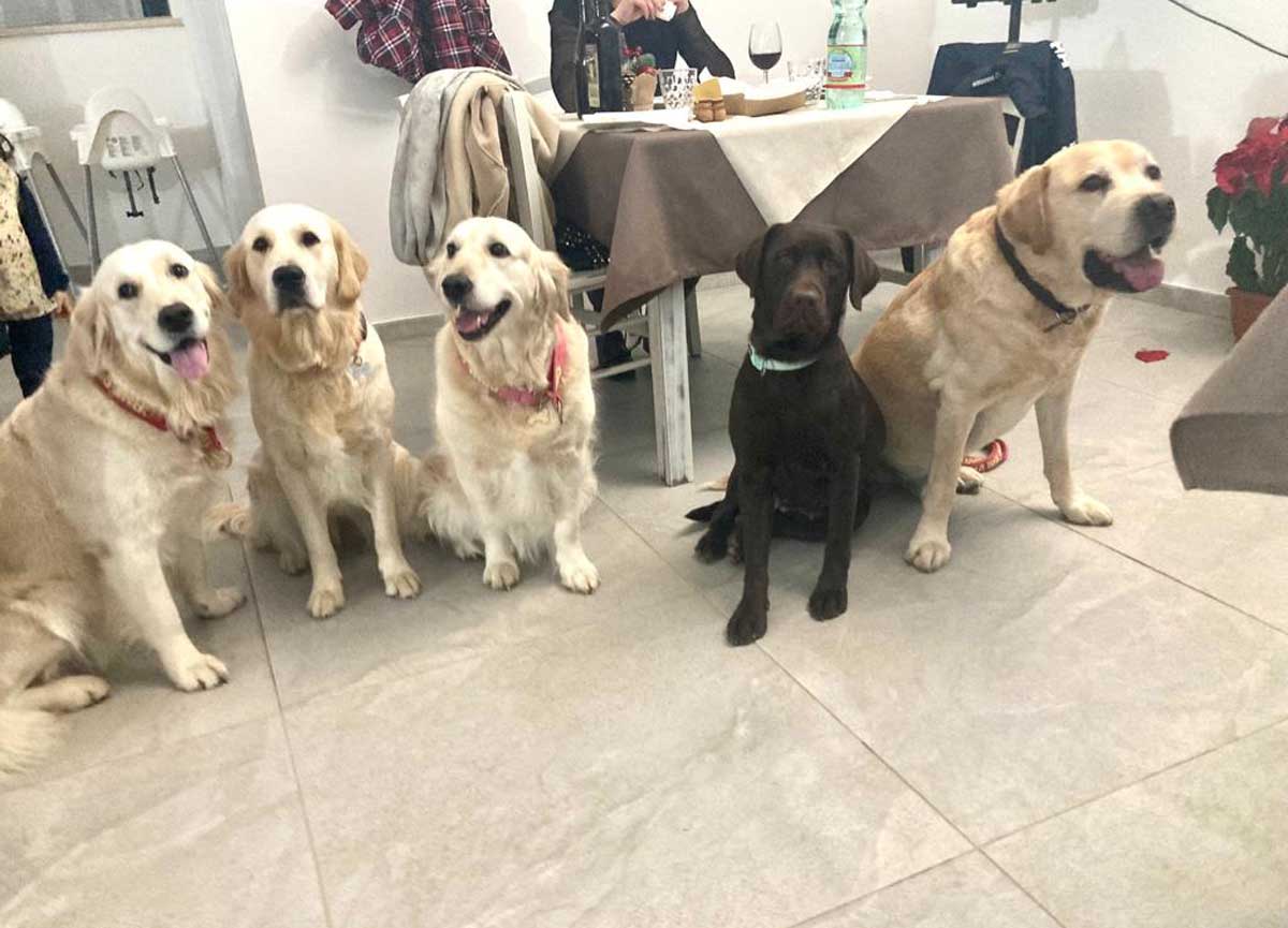 Cani scatenati: 20 pelosi si danno appuntamento per il Capodanno senza botti Cani scatenati: 20 pelosi si danno appuntamento per il Capodanno senza botti