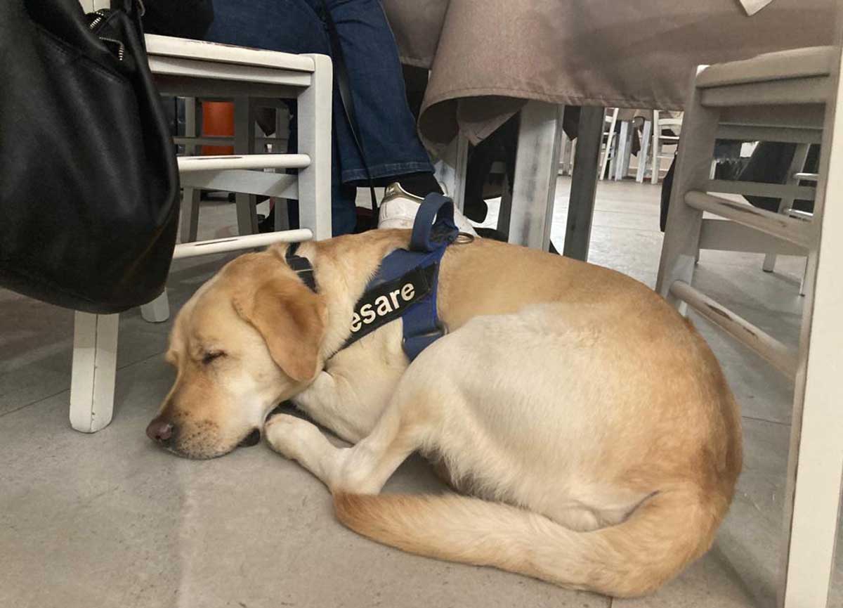 Cani scatenati: 20 pelosi si danno appuntamento per il Capodanno senza botti Cani scatenati: 20 pelosi si danno appuntamento per il Capodanno senza botti