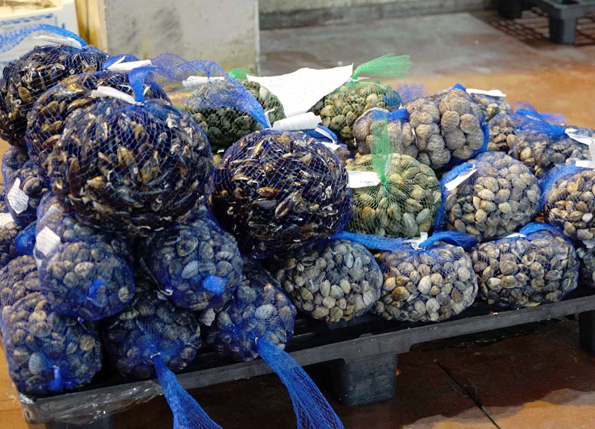 Cenone di Natale: scordatevi le vongole. Effetto Granchio blu, prezzi stellari Cenone di Natale: scordatevi le vongole. Effetto Granchio blu, prezzi stellari