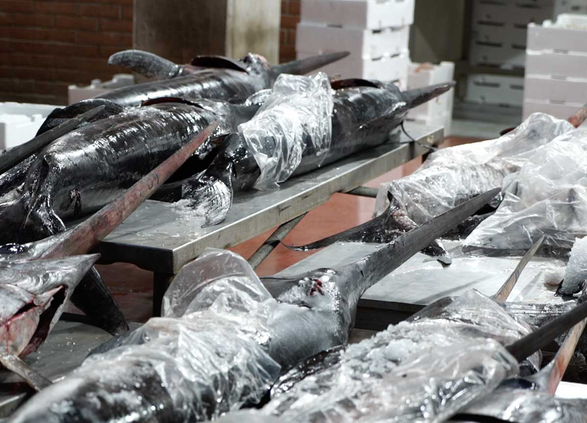 Cenone a base di pesce, risparmiare si può: i grossisti svelano il segreto