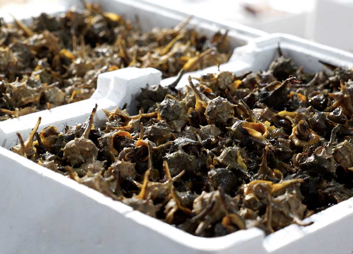 Truffa del pesce fresco: senza controlli rischio batteri e diossine. La guida