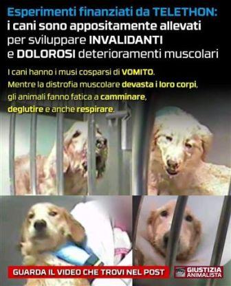 “Telethon finanzia gli esperimenti sui cani”: la denuncia degli animalisti