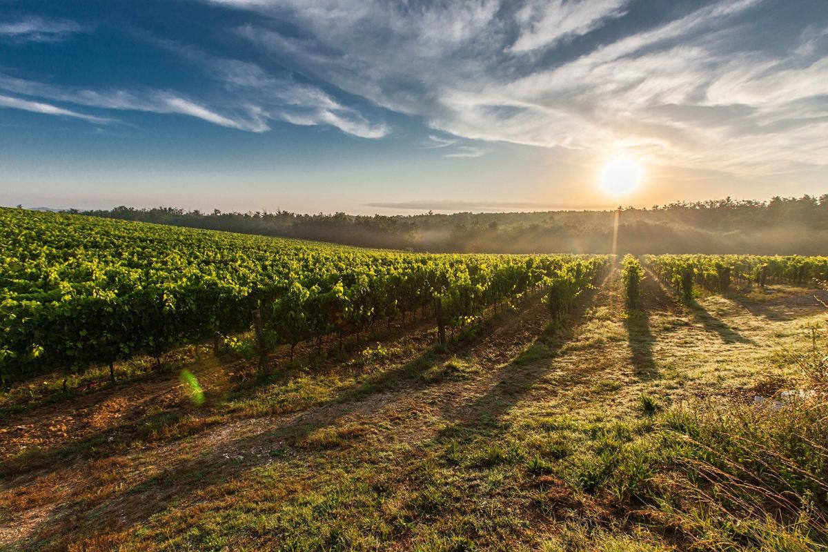 Report, l’inchiesta sul prosecco. Uva pugliese e non veneta: costa molto meno Report, l’inchiesta sul prosecco. Uva pugliese e non veneta: costa molto meno