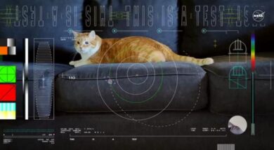 La Nasa invia un video con un gatto dallo spazio profondo
