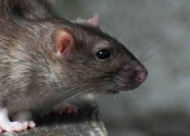 Invasione di ratti, prese d’assalto case e strade: tutta colpa del lockdown