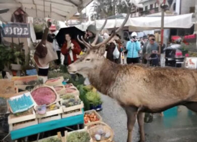 Cortina, spunta un cervo affamato al mercato della frutta