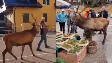 Cortina d’Ampezzo, Vigilia di Natale insolita: un cervo passeggia in centro