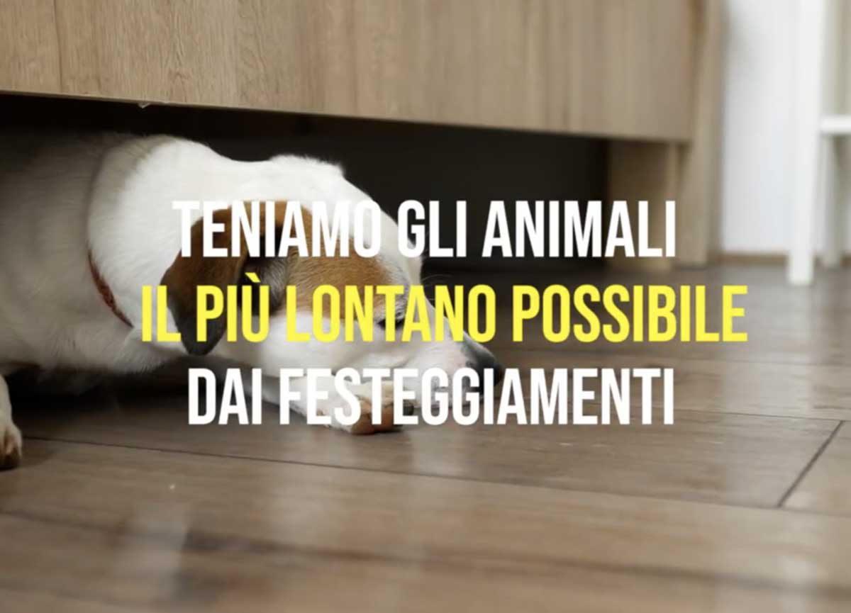 Botti di Capodanno: come proteggere cani e gatti dalla lunga notte di terrore Botti di Capodanno: come proteggere cani e gatti dalla lunga notte di terrore