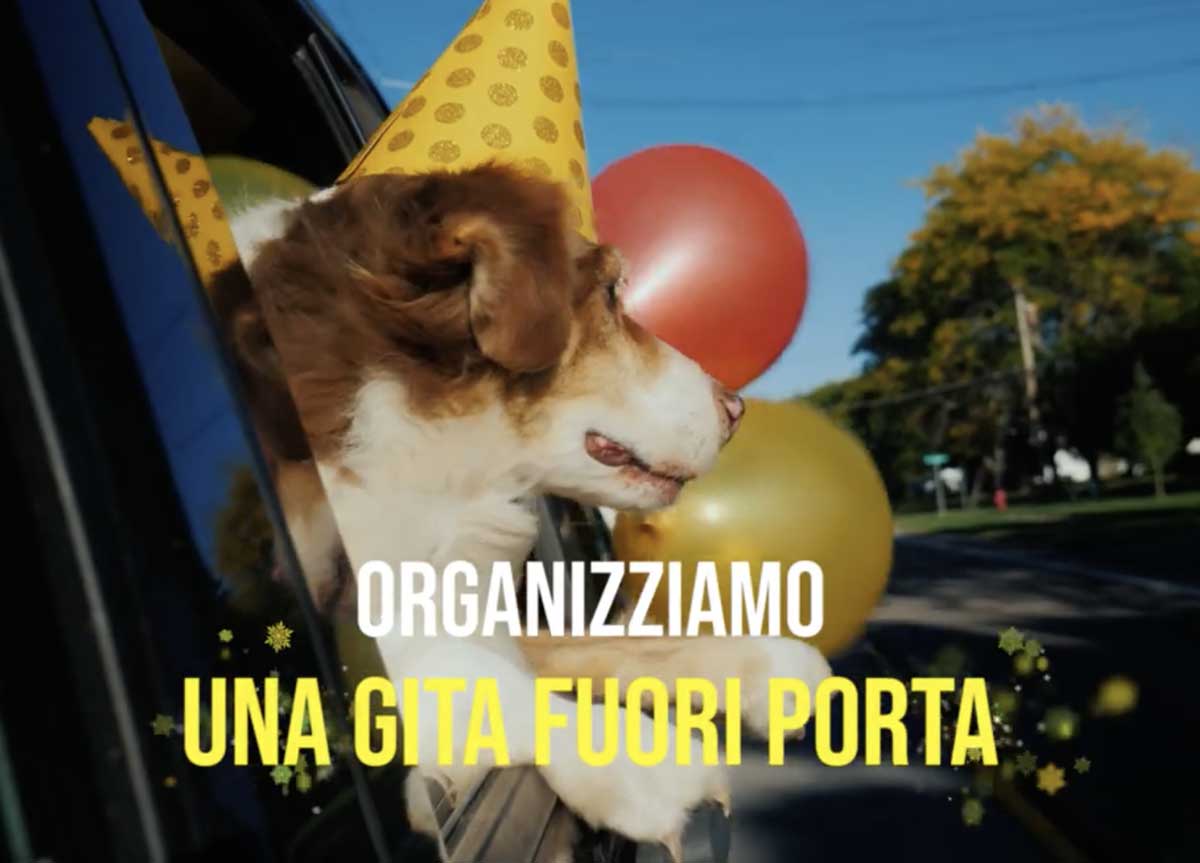 Botti di Capodanno: come proteggere cani e gatti dalla lunga notte di terrore Botti di Capodanno: come proteggere cani e gatti dalla lunga notte di terrore