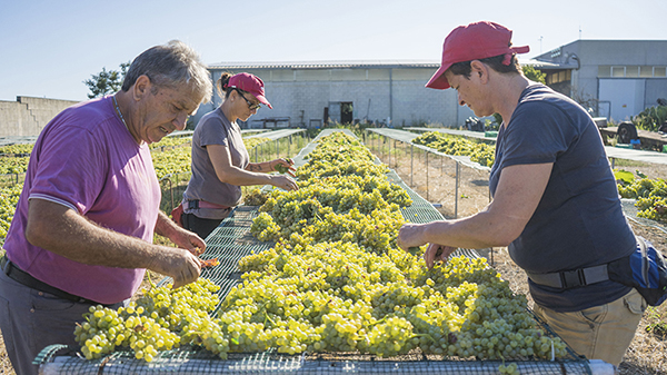Coldiretti Puglia, nel 2023 l’agroalimentare ha guadagnato valore Coldiretti Puglia, nel 2023 l’agroalimentare ha guadagnato valore