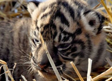 Bioparco, fiocco rosa nella tana delle tigri: è nata la figlia di Tila