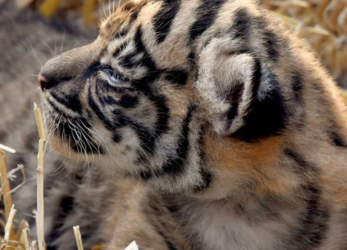 Bioparco, fiocco rosa nella tana delle tigri: è nata la figlia di Tila