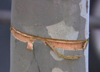 Cavi d’acciaio e furti: quelli che guardano e non parlano. Commento