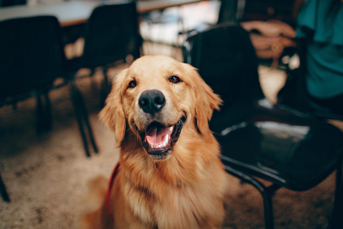 Il cucciolo di Golden Retriver parla alla padrona: sembra umano Il cucciolo di Golden Retriver parla alla padrona: sembra umano