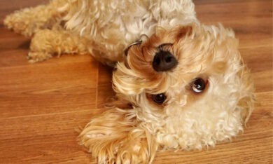 Chico, il cane influencer diventa ambasciatore di Milano Cortina 2026