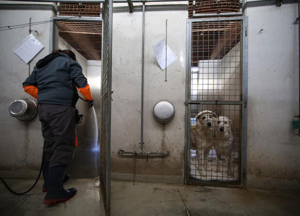 Canili comunali, rivolta contro Gualtieri: “Il nuovo bando non tutela i cani” Canili comunali, rivolta contro Gualtieri: “Il nuovo bando non tutela i cani”