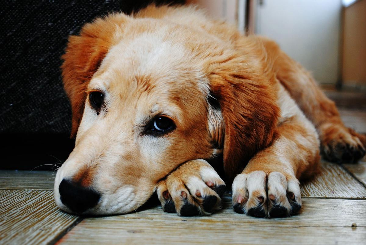 Stop al consumo della carne di cane: per i trasgressori carcere fino a 3 anni Stop al consumo della carne di cane: per i trasgressori carcere fino a 3 anni