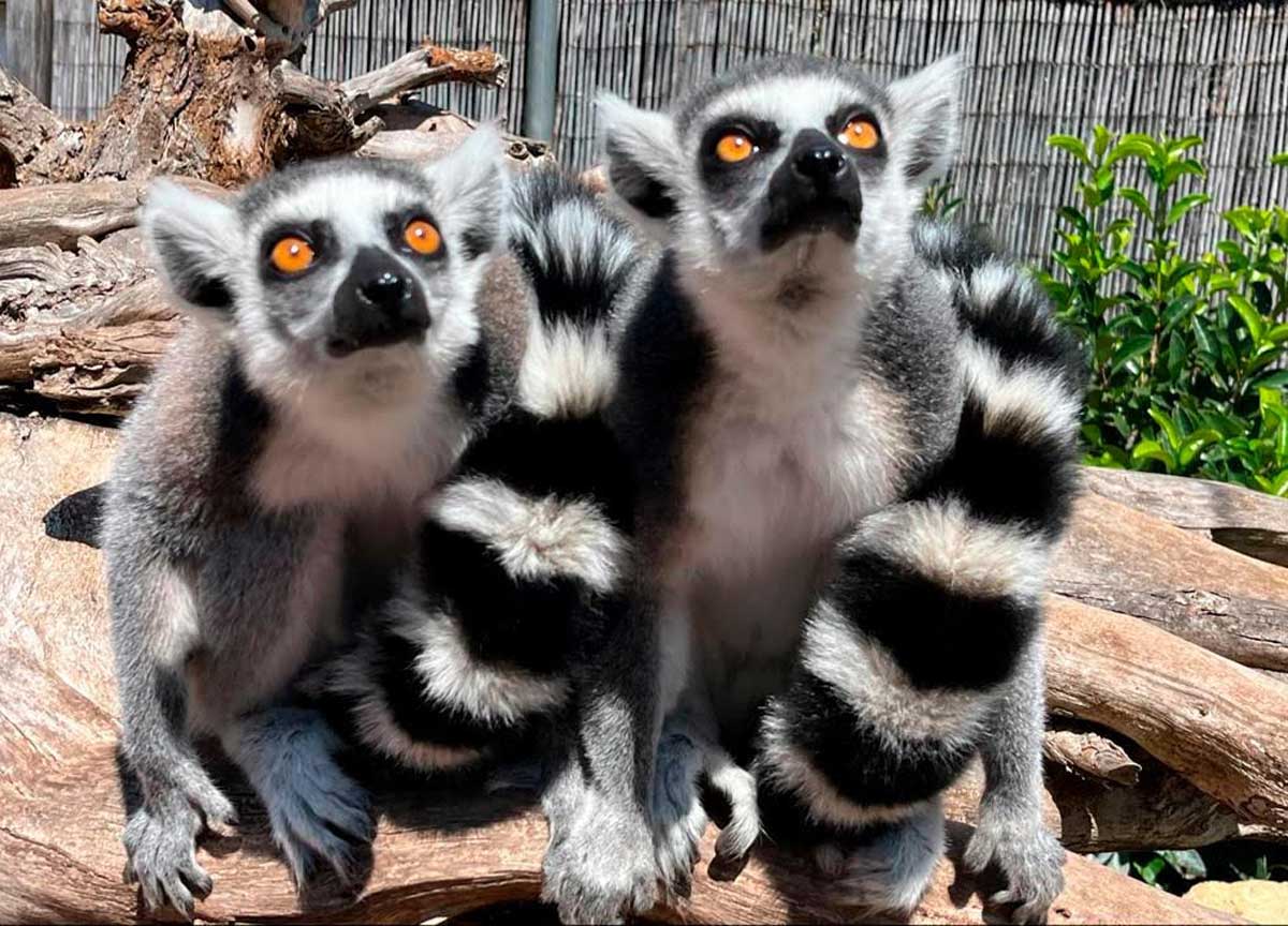 Zoomarine, piccoli esploratori crescono con Discovery: gli animali fanno show