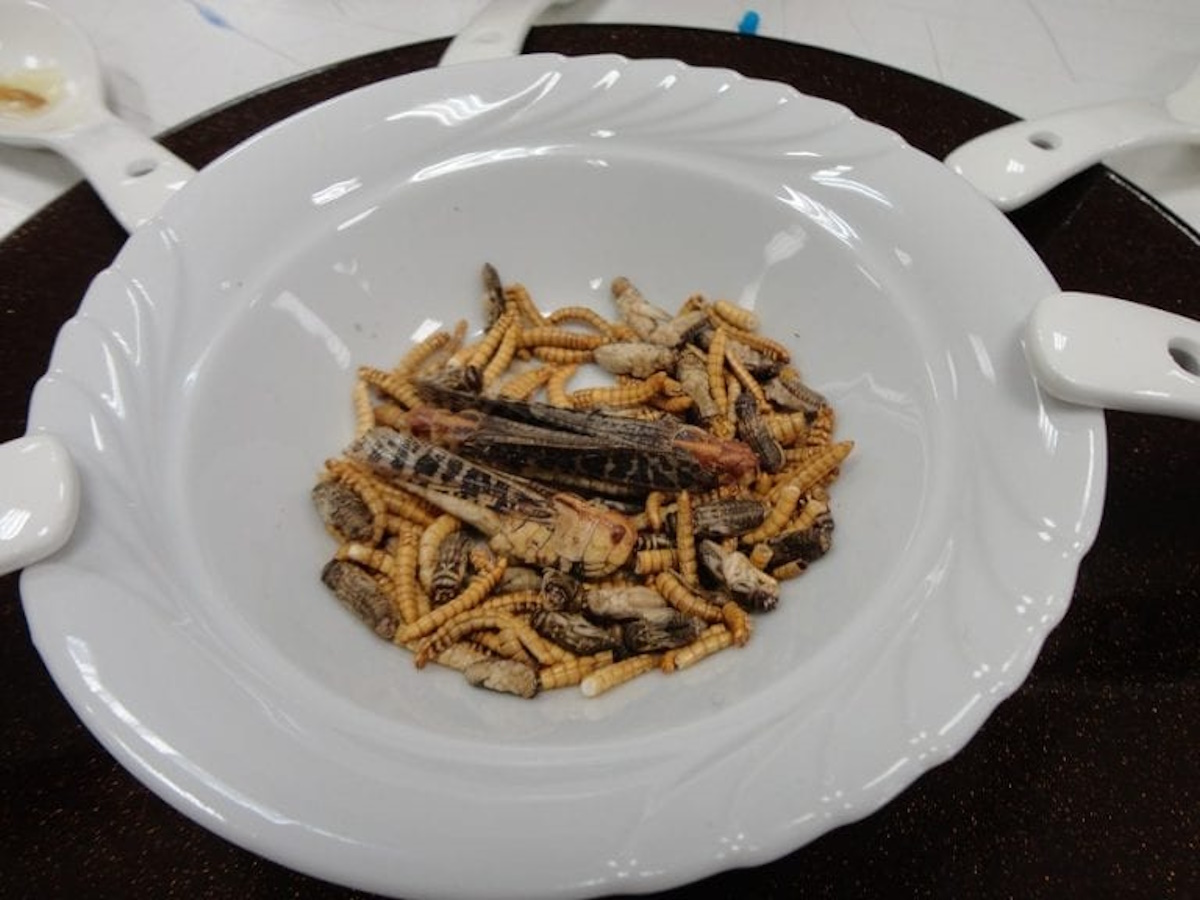 Insetti a tavola: via libera alle vendite di larva, locusta, grillo e verme Insetti a tavola: via libera alle vendite di larva, locusta, grillo e verme