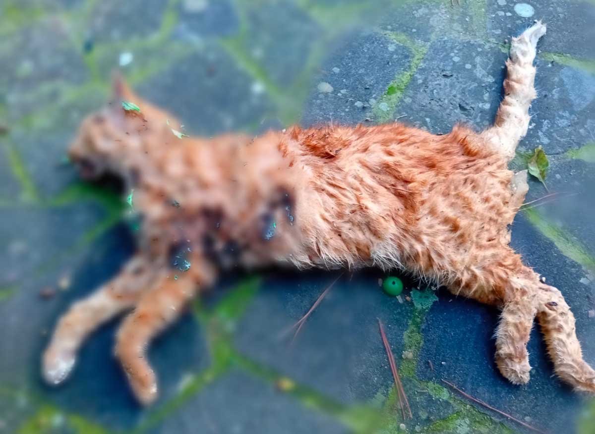 Morlupo: gatto ucciso con i petardi: cadavere lasciato nei giardini comunali