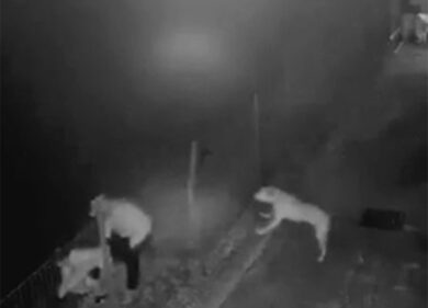 Ladri in fuga lanciano pietre contro i cani, le immagini