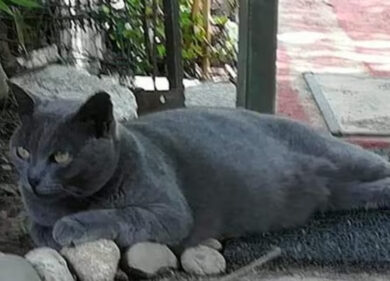 Milano, morta la gattina “Grigina” massacrata la notte di Capodanno