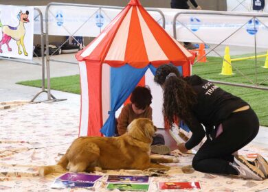 Cani e gatti risolvono enigmi coi bimbi: il test che durerà per due giorni