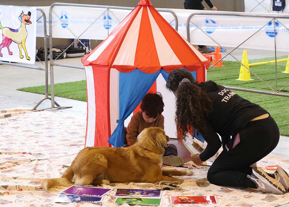Cani e gatti risolvono enigmi coi bimbi: il test che durerà per due giorni Cani e gatti risolvono enigmi coi bimbi: il test che durerà per due giorni