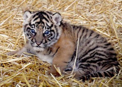 Bioparco, la piccola tigre Sumatra ha finalmente un nome: si chiama Kala