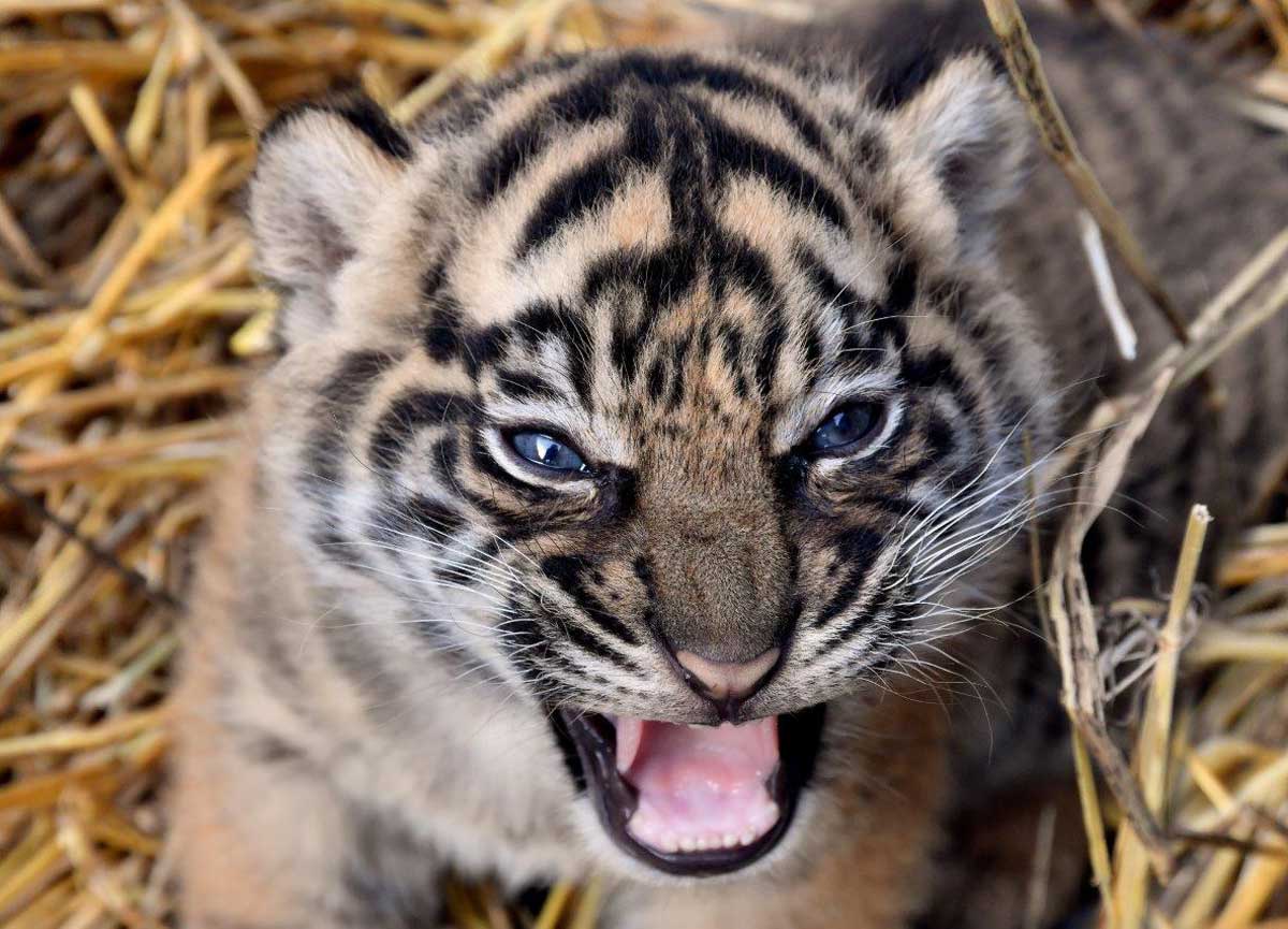 Bioparco, la piccola tigre Sumatra ha finalmente un nome: si chiama Kala