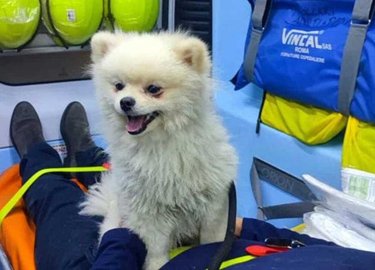 Il padrone ha un malore, il cane non lo abbandona e sale sull’ambulanza