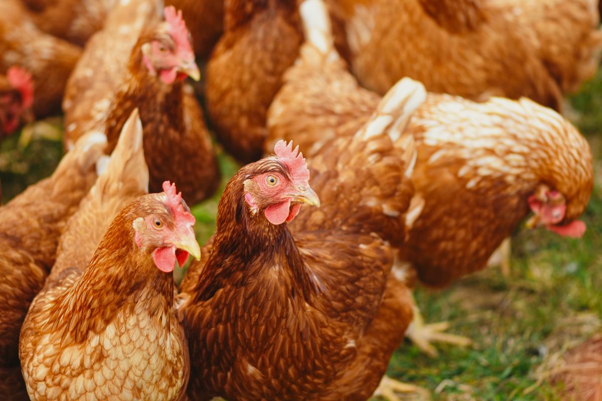 L’Antitrust multa Fileni: sanzione da 100mila € per il pollo bio L’Antitrust multa Fileni: sanzione da 100mila € per il pollo bio