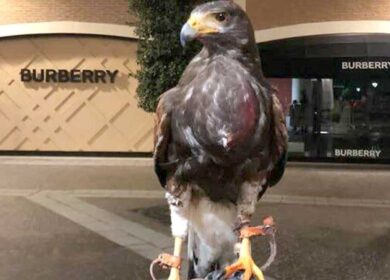 Falco rimane impigliato in una rete, salvato da Vigili del fuoco di Roma